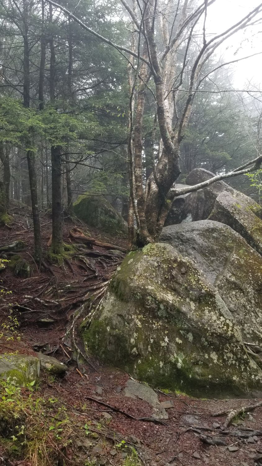 Abrahms Bald Hike 